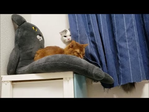 メス猫に対し、隠れてネチネチちょっかいを出す陰キャ白モフ猫 - YouTube