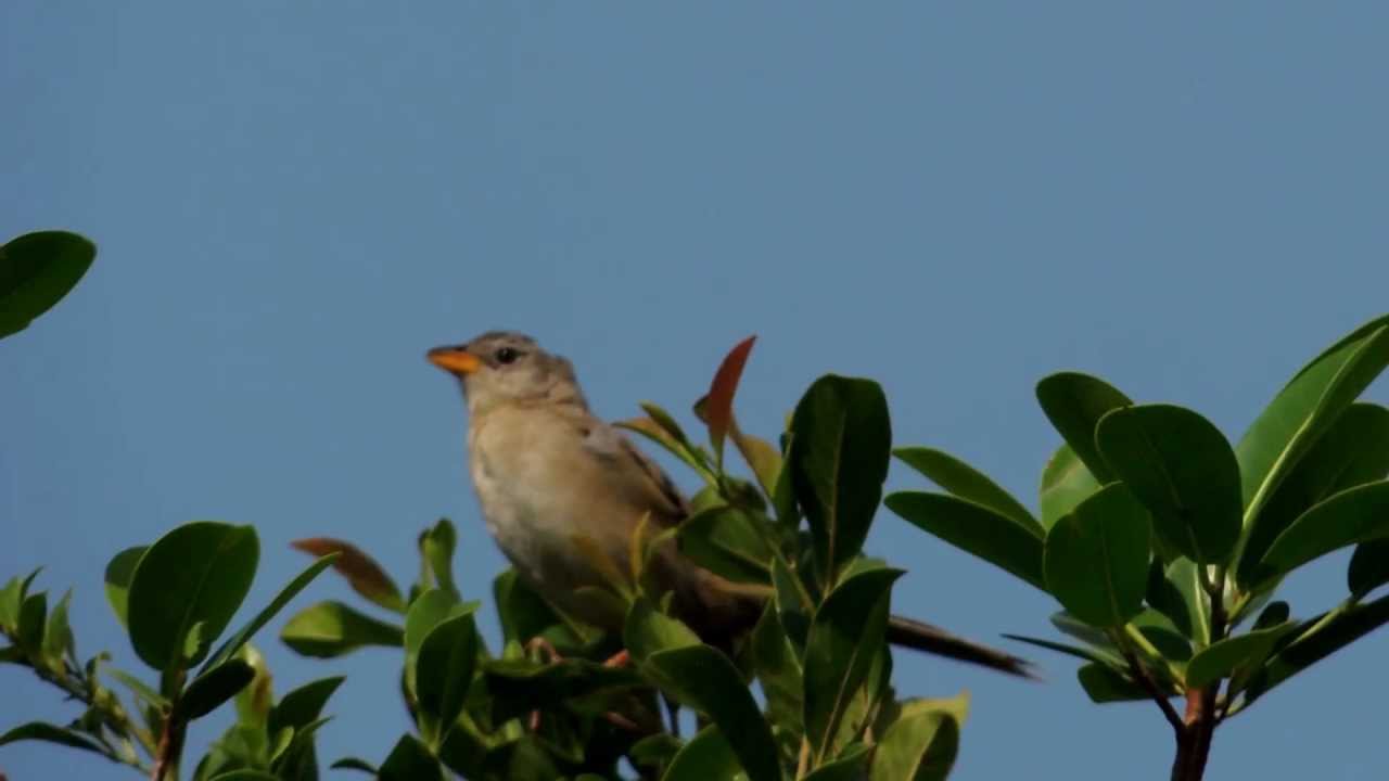 Wedge-tailed Grass Finch - Emberizoides herbicola - Aves de la