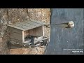 Great Spirits Falcon Cam Cliff View Fight and Mating 03 09 2021