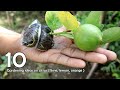 10 Gardening on citrus tree | Simple method good result.