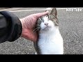 ついに心を開いた野良猫の子猫!なでなで!甘噛み!抱っこおねだり!