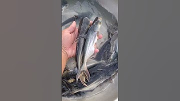 Cá Tra Dầu Lớn Đã Có Tại Trại Cá Giống Tư Tâm Đồng Tháp