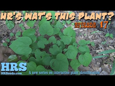 Video: Apple Of Peru Shoofly Plants - Hvad er Apple Of Peru, og er det invasivt