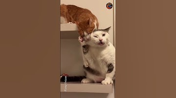 🐈Cat fight😤 #funny #shorts #short #video #viral #trending #cat #youtube #animals #viralvideo #fight