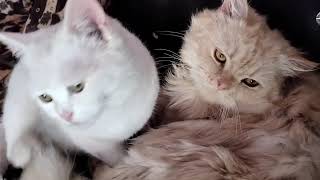 white and brown Cat's