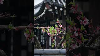 [Calm Rain ASMR] Gentle Rain on Spring Flowers 🌸 Sleep White Noise #shorts