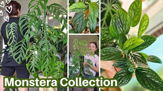 My ENTIRE Monstera collection // 10+ varieties // NZ