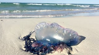 Touching a Stinging Portuguese Man of War Jellyfish by AmaNature Video 4,710 views 3 years ago 30 seconds