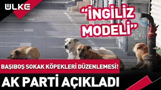 Başıboş Sokak Köpekleri Düzenlemesi! Ak Parti Açıkladı: İngiliz Modeli... #haber