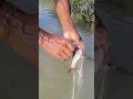 কারেন্ট জালের ফাসে ধরা পড়লো গুলসা টেংরা। #shorts #fishing #viral #trending