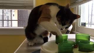 CALICO CAT GETTING FOOD OUT OF TUBES+Pitbull Bonus