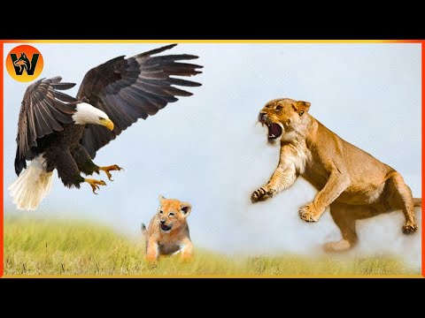 30 Crazy Moments! The Eagle Lifted The Lion Into The Sky, What Happens Next? Animal World
