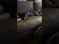 @ali.and.the.gents: Bonnie 🎀💕 Our pretty foster girl. Her brother went home yesterday and...