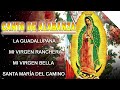 Alabanzas a la Virgen de Guadalupe - La Virgen De Guadalupe  - Canciones a la Virgen De Guadalupe