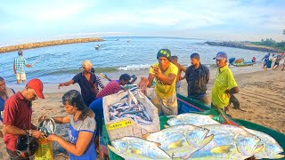 Wow! Breathtaking Nature & Fresh Catch! MASSIVE Fresh Fish Selling Fisherman Soon After Catch