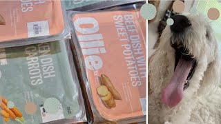 Goldendoodle Review Ollie Fresh Food