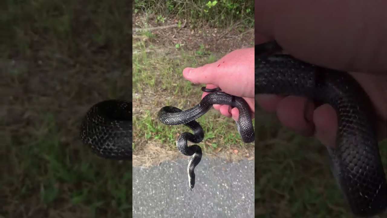 Saving A Ratsnake Road Cruising One Of My Favorite Species 