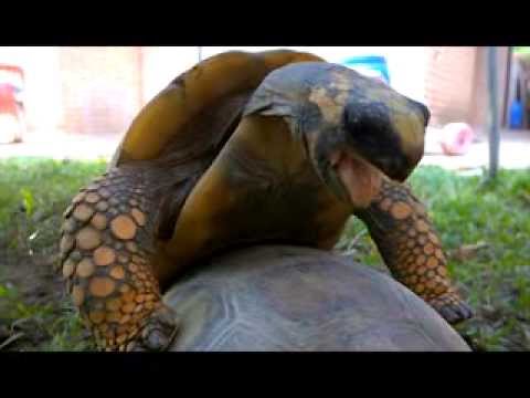 Tortoises mating.