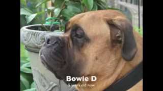 Non~Crafting ~   this video is about our Bullmastiffs