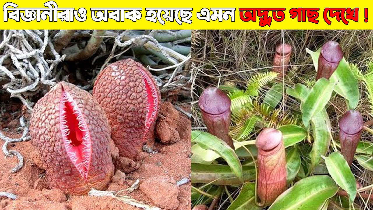 বিশ্বের বৈচিত্রময় ও অদ্ভুত ১০টি গাছ যা দেখলে আপনি অবাক হবেন TOP 10