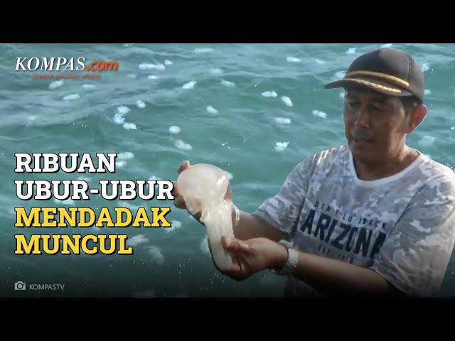 Fenomena Ubur-ubur yang Mendadak Muncul di Pelabuhan Probolinggo, Jawa Timur class=