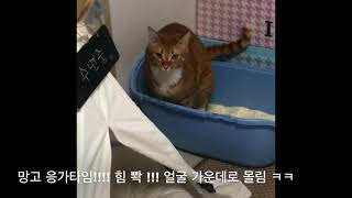 응가하는 고양이ㅣ맛동산생산ㅣ큰일보고뒷처리잘하는고양이