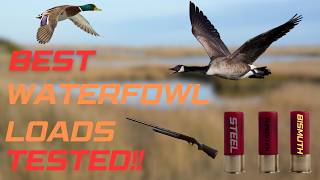 The Ultimate Duck Load Showdown: Steel Vs Tungsten Vs Bismuth Profile