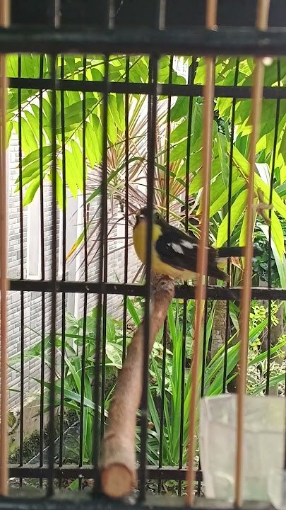 Burung sikatan emas #kicaumania #kicauan #gacor #birds #kicaubird