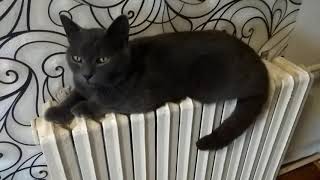 Самый няшный кот греется / The cutest cat is warming up