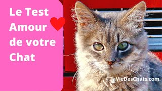 Test Amour de Chat ❤ Comment votre chat vous aimetil ?