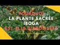 Pourquoi la plante sacre iboga est telle diabolise
