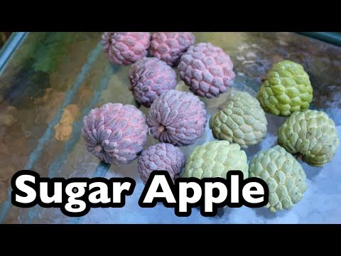 Video: Sugar Apple