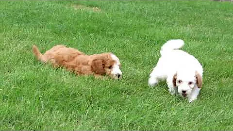 Mini Bernedoodle Puppies For Sale Dave & Rose Stol...