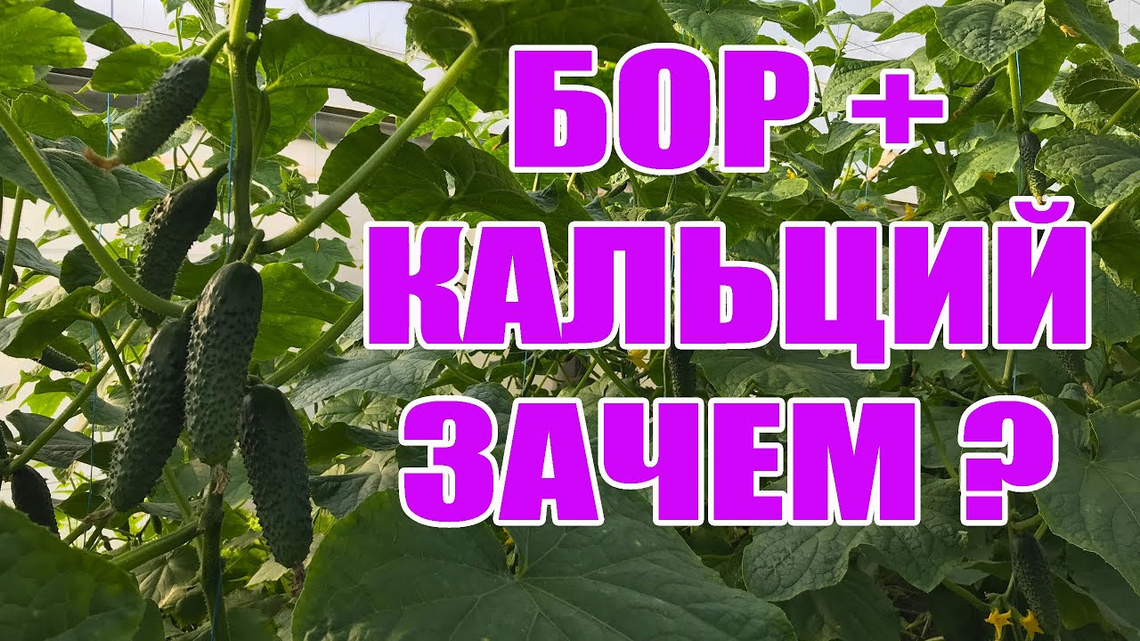 Корисність кальцію для огірків: догляд за рослинами та як уникнути хвороб