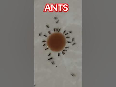 ANTS SHARING THEIR FOODS #trending #shortvideo #shorts #viral - YouTube