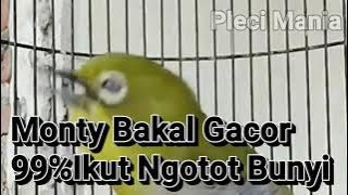 Bikin Monty mu Gacor Dan Ngotot Bunyi Ga Pake Lama!!!