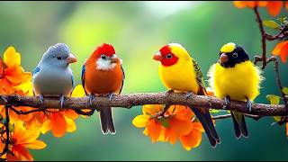 Deep Work Sanctuary: Birdsong 🕊️🕊️🕊️ & Piano for Peak Concentration