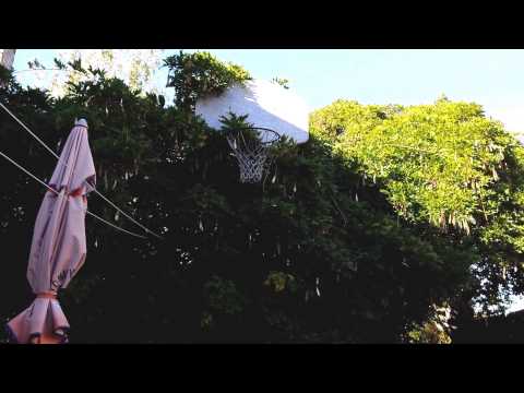 Exploding wisteria