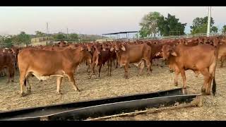 'Delta Downs' Steers - Charters Towers Store Sale 30.09.22