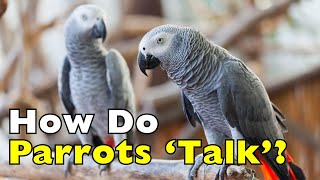 Download Lagu How Do Parrots 'Talk' Without Vocal Cords? [ID1010] MP3