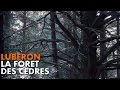 Randonne lubron  la fort des cdres carnets de rando 3720p