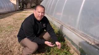 3 Common Winter Weeds in Oklahoma (And How to Stop Them Early)