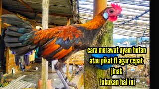 Jungle fowl ‼️how to care for jungle fowl or lure F1 fowl so they become tame quickly