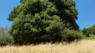 A look at living organics in nature