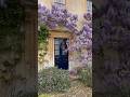 Wisteria magic 💜 #englishcountryside #garden #gardendesign #wisteria #gardens  #flower #cottagecore