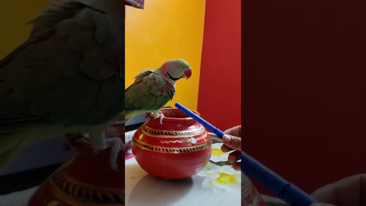 parrot Ki activities dekho 😘