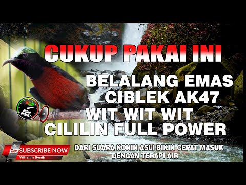 KOMPILASI MASTERAN KONIN JUARA - SULTAN PART 2 COCOK UNTUK MASTERAN KOLIBRI NINJA FULL ISIAN TERBAIK