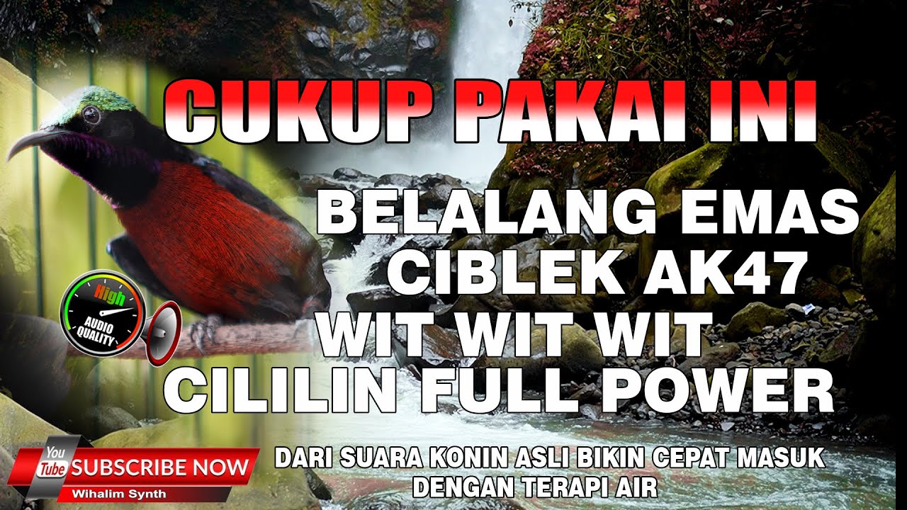 MASTERAN KONIN FULL TEMBAKAN FULL ISIAN JERNIH DENGAN SUARA AIR CEPAT MASUK ! KONIN ISIAN MEWAH !!