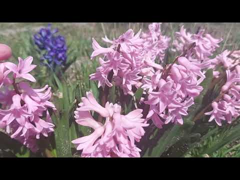 Video: Hyacinth Container Care - Tips voor het kweken van hyacint in potten