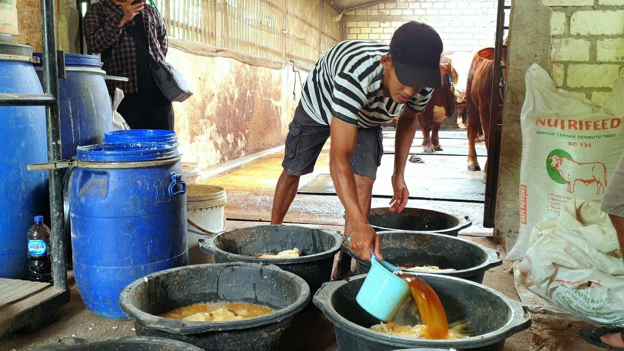 Akhirnya Terbongkar Juga, Komposisi Comboran Mewah Di Kandang Mas Martono